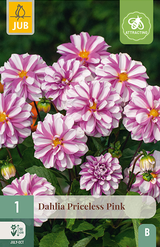 1 DAHLIA PRICELESS PINK