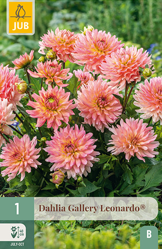 1 DAHLIA GALLERY LEONARDO