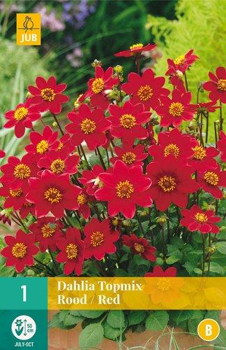 1 DAHLIA TOPMIX RED
