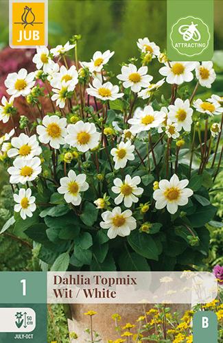 1 DAHLIA TOPMIX WHITE