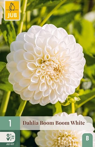 1 DAHLIA BOOM BOOM WHITE