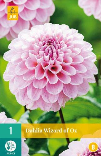 1 DAHLIA WIZARD OF OZ