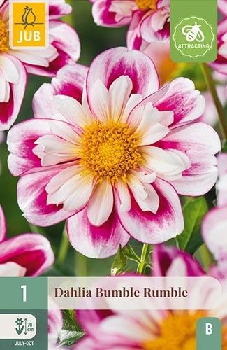 1 DAHLIA BUMBLE RUMBLE