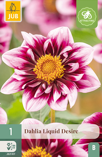 1 DAHLIA LIQUID DESIRE