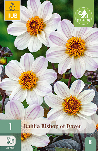 1 DAHLIA BISHOP OF DOVER