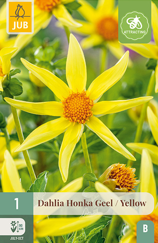 1 DAHLIA HONKA GEEL / YELLOW
