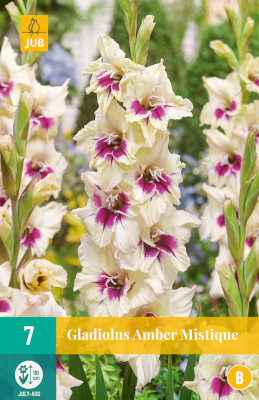7 GLADIOLUS AMBER MYSTIQUE