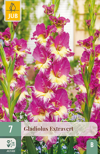 7 GLADIOLUS EXTRAVERT