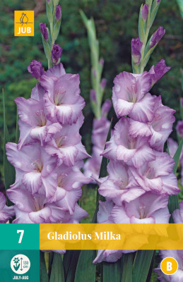 7 GLADIOLUS MILKA