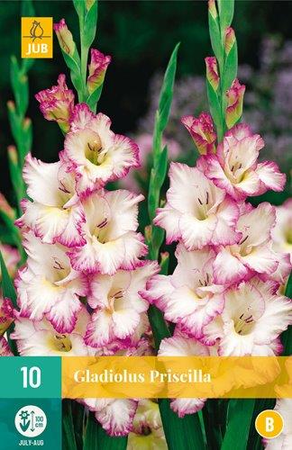 10 GLADIOLUS PRISCILLA
