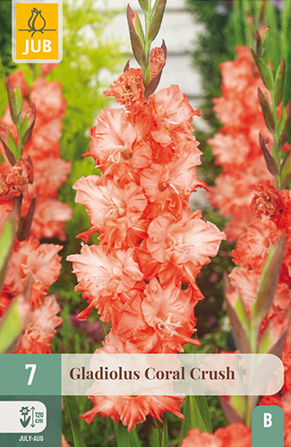 7 GLADIOLUS CORAL CRUSH