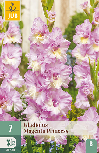 7 GLADIOLUS MAGENTA PRINCESS