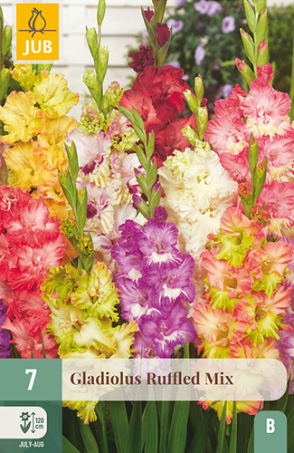 7 GLADIOLUS RUFFLED MIX