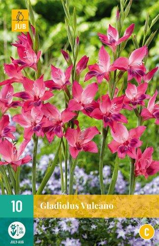 10 GLADIOLUS VULCANO