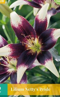 2 LILIUM NETTY'S PRIDE