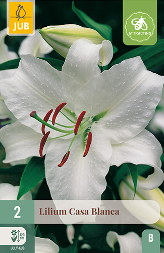 2 LILIUM CASA BLANCA