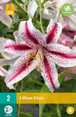2 LILIUM DIZZY