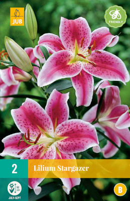 2 LILIUM STARGAZER
