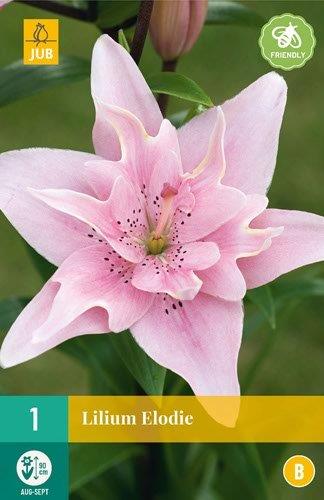 1 LILIUM ELODIE