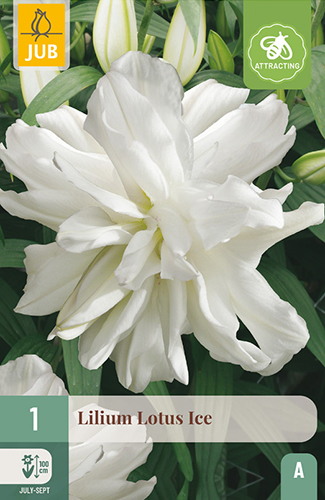 1 LILIUM LOTUS ICE