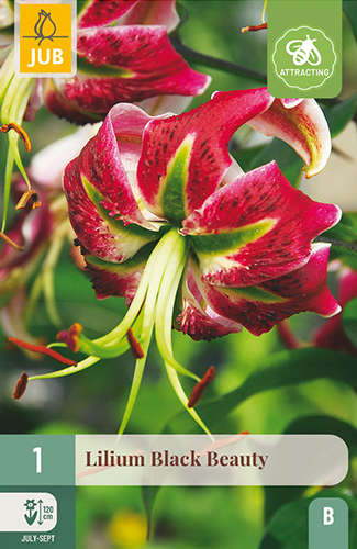 1 LILIUM BLACK BEAUTY