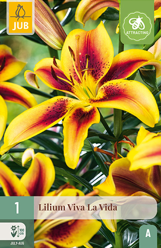 1 LILIUM VIVA LA VIDA