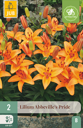 2 LILIUM ABBEVILLE'S PRIDE