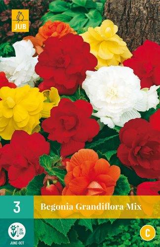 3 BEGONIA GRANDIFLORA MIX