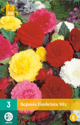 3 BEGONIA FIMBRIATA MIX