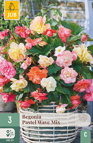 3 BEGONIA PASTEL WAVE MIX