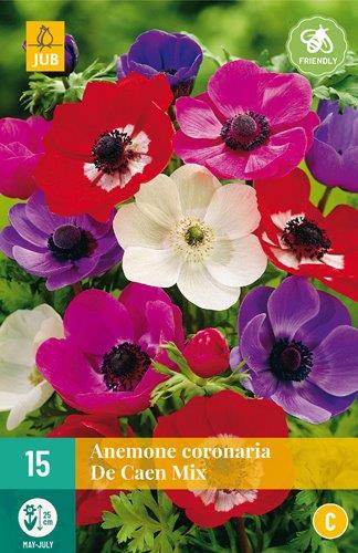 15 ANEMONE COR. DE CAEN MIX