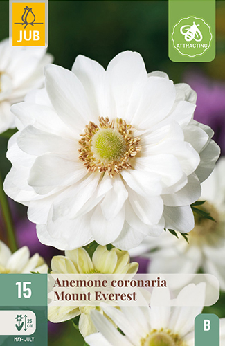 15 ANEMONE COR. MOUNT EVEREST