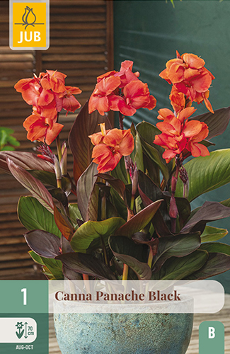 1  CANNA PANACHE BLACK