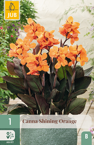 1  CANNA SHINING ORANGE