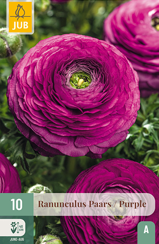 10 RANUNCULUS PAARS / PURPLE