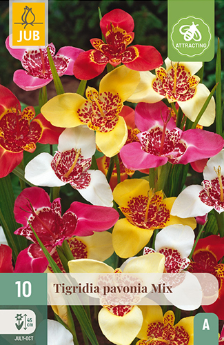 10 TIGRIDIA PAVONIA MIX