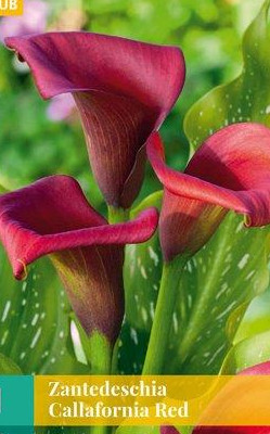 1 ZANTEDESCHIA CALLAFORNIA RED