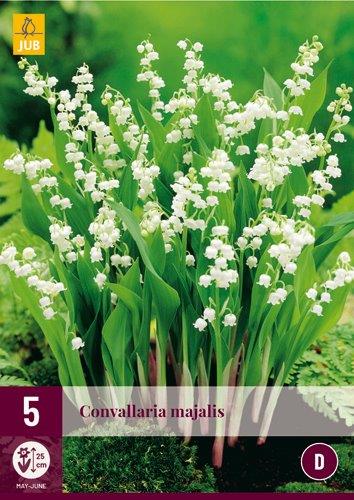 5 CONVALLARIA MAJALIS