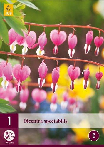 1 DICENTRA SPECTABILIS