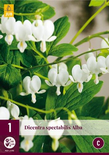 1 DICENTRA SPECTABILIS ALBA
