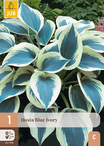 1 HOSTA BLUE IVORY