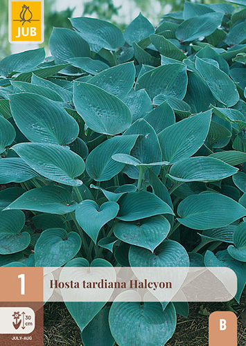 1 HOSTA HALCYON