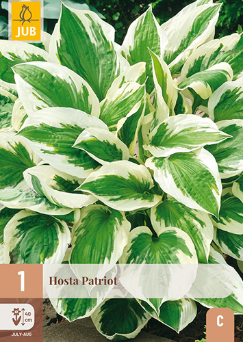 1 HOSTA PATRIOT