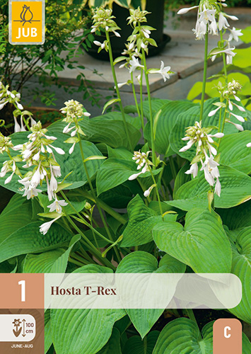 1 HOSTA T-REX