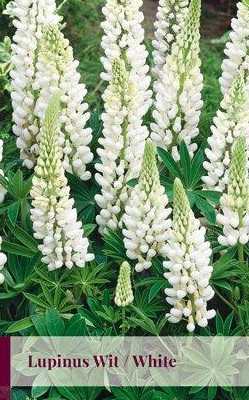 3 LUPINUS WIT / WHITE