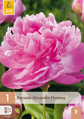 1 PAEONIA ALEXANDER FLEMING