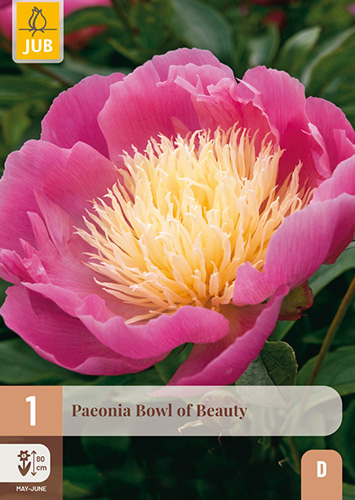 1 PAEONIA BOWL OF BEAUTY