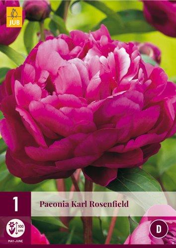 1 PAEONIA KARL ROSENFIELD