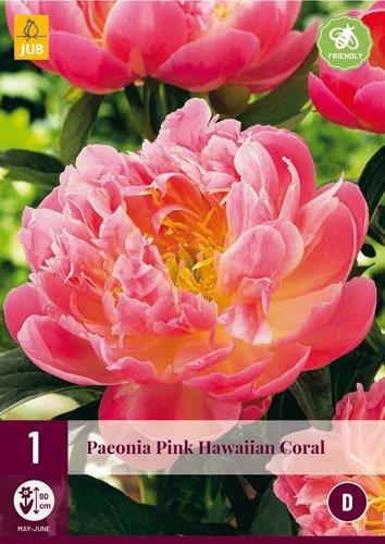 1 PAEONIA PINK HAWAIIAN CORAL