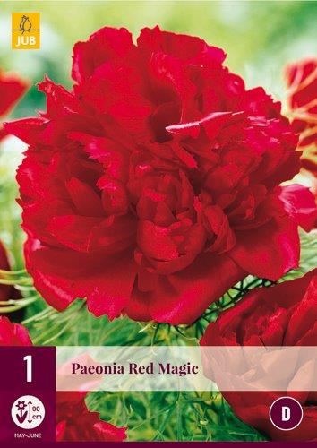 1 PAEONIA RED MAGIC